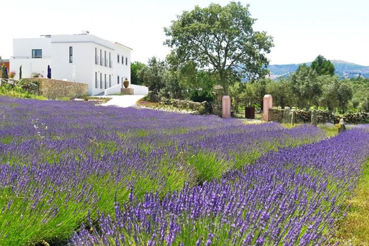 Quinta das Lavandas — Portalegre